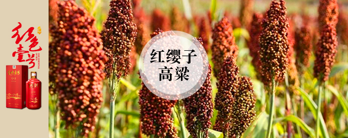 紅纓子高粱702-1.jpg 紅纓子高粱702-1.jpg