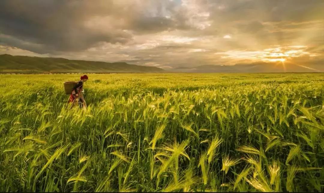 麥浪.jpg 麥浪.jpg