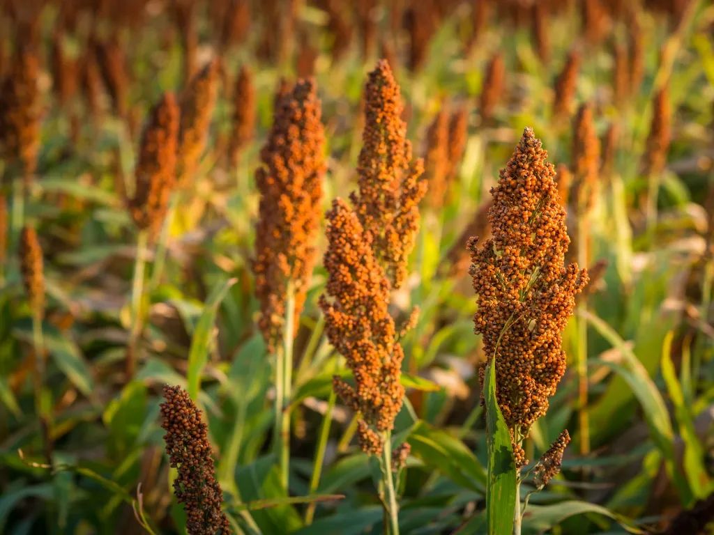 紅高粱.jpg 紅高粱.jpg