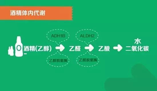身體代謝酒精的能力.jpg 身體代謝酒精的能力.jpg