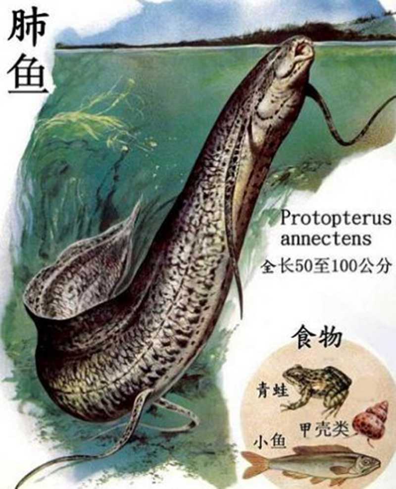 原生觀(guān)賞魚(yú)圖鑒（二） - 青鳉玩家