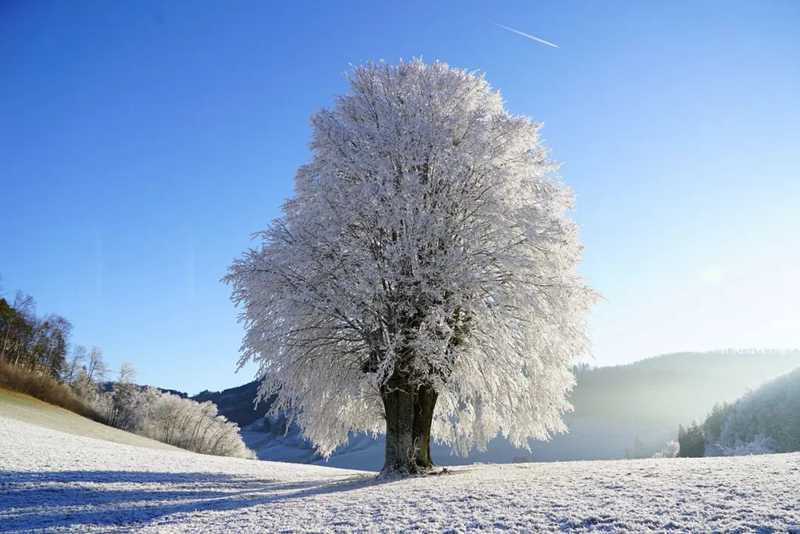 酒中情，雪中夢(mèng)。.jpg