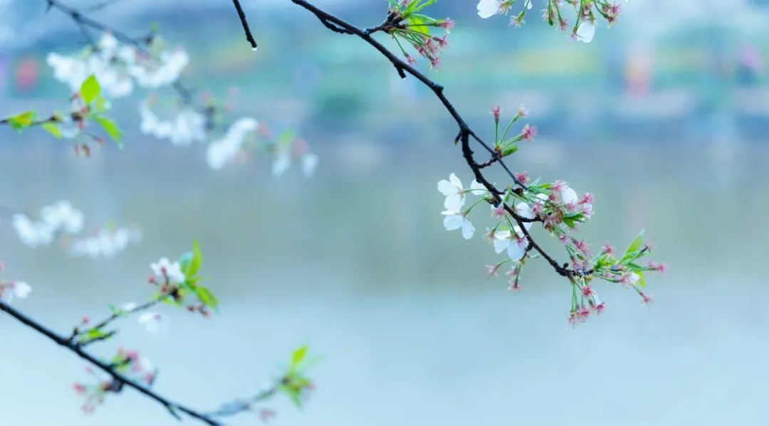 兩情若是久長時，又豈在朝朝暮暮.jpg