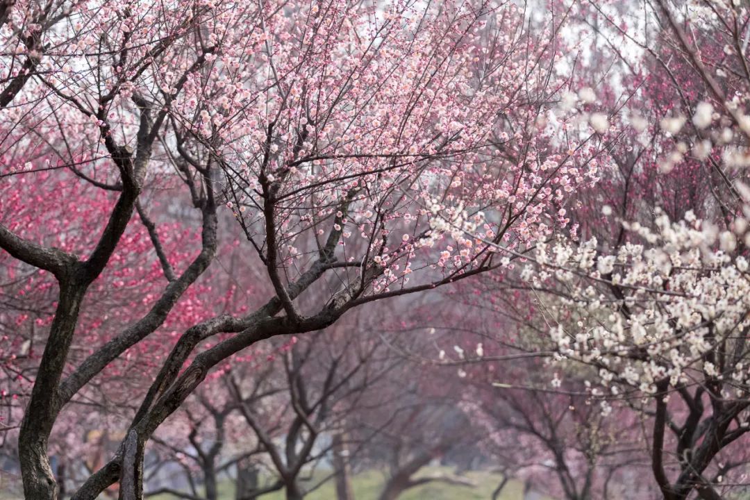 時光匆匆，花開花落.jpg