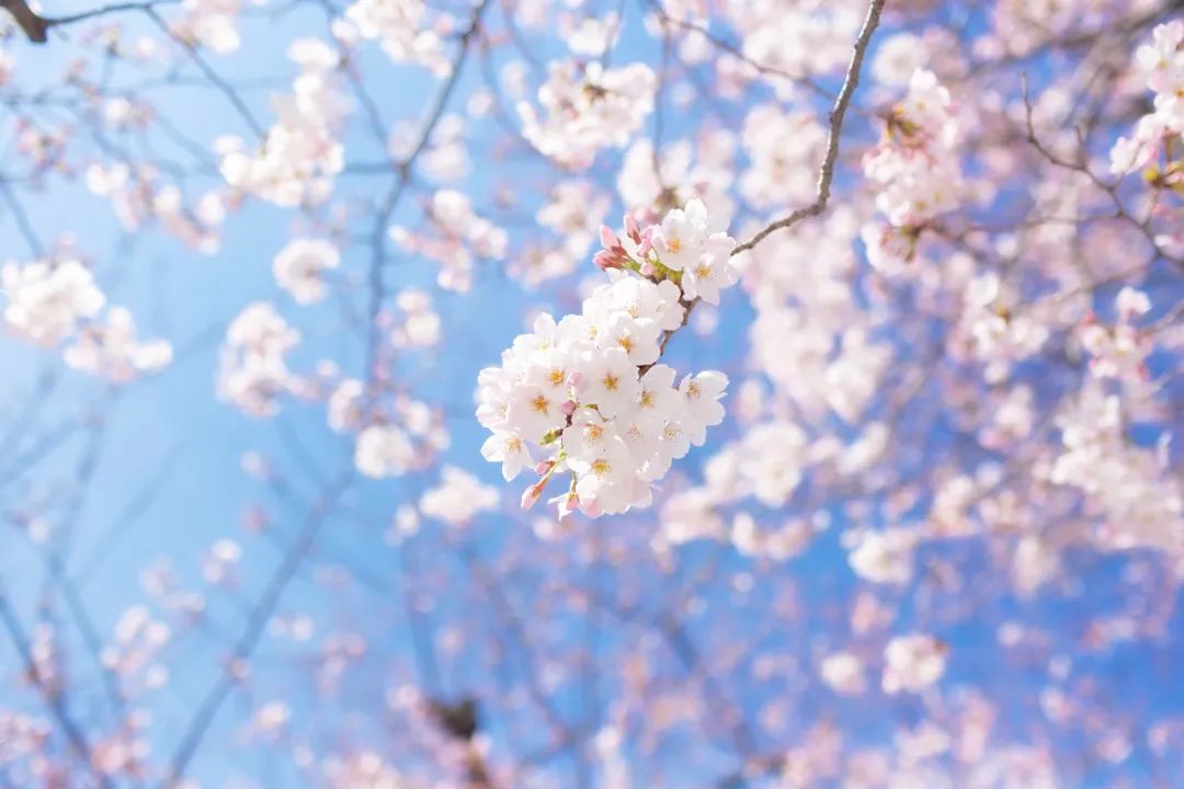 春日之時(shí)，忙著賞春.jpg