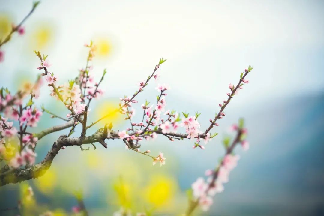 花開不同賞，花落不同悲。.jpg