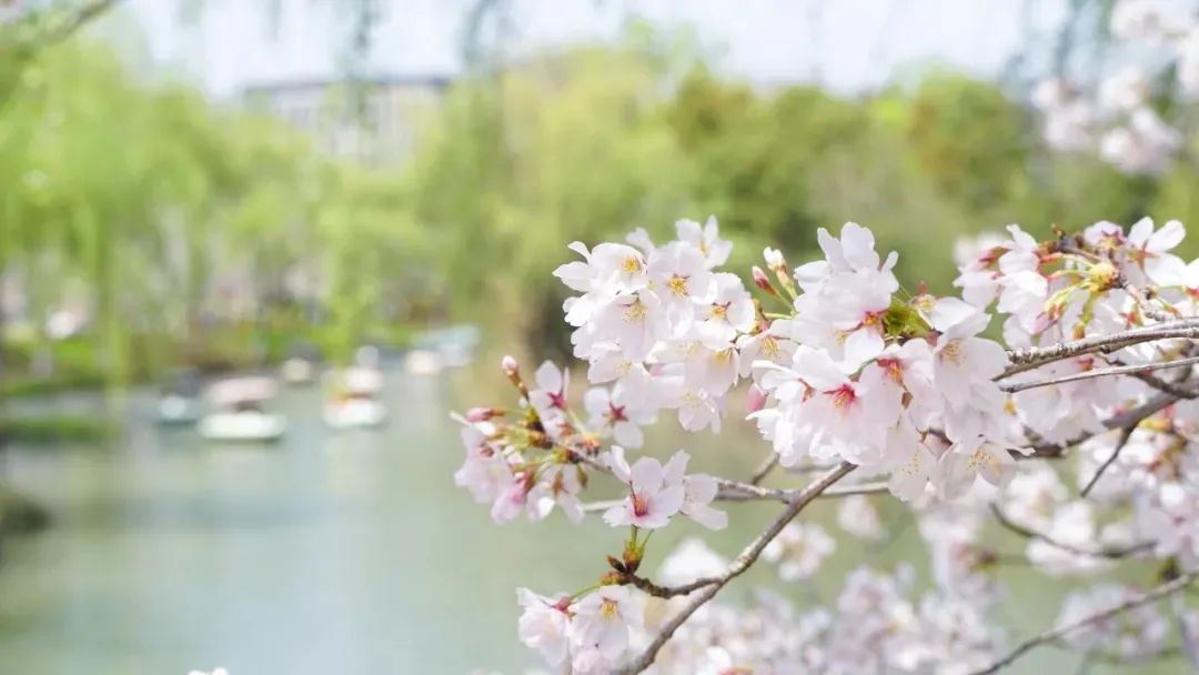 渡水復(fù)渡水，看花還看花。1.jpg
