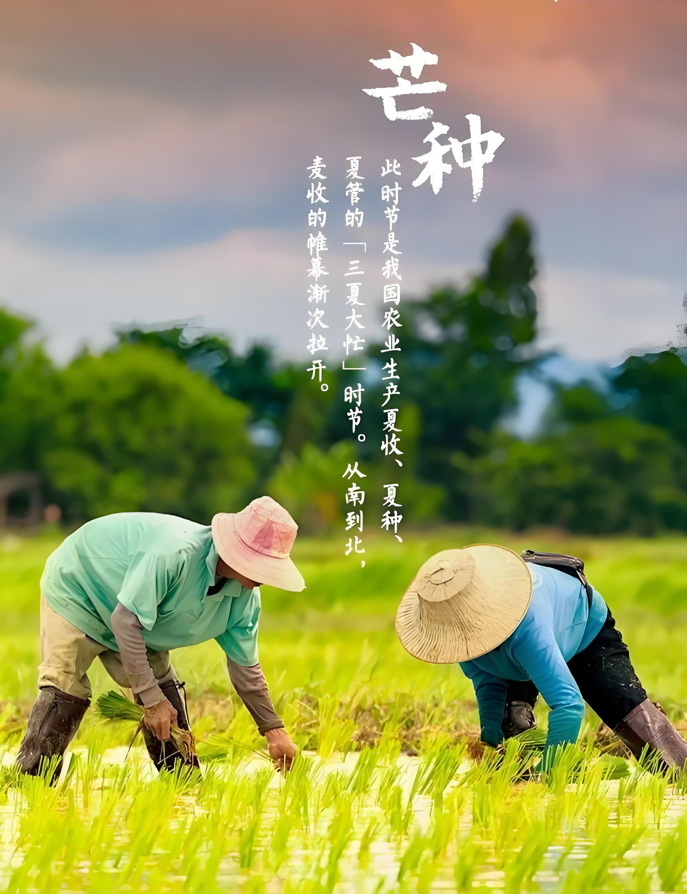 芒種忙，麥上場(chǎng).jpg