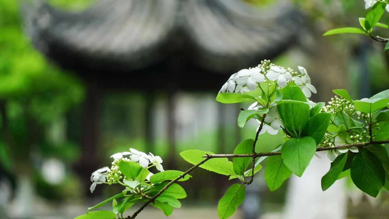 夏天，有一個院子1.jpg