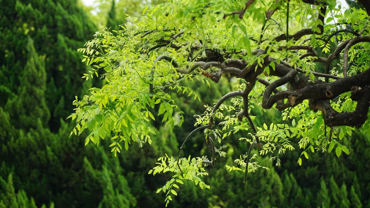 夏天，有一個院子3.jpg