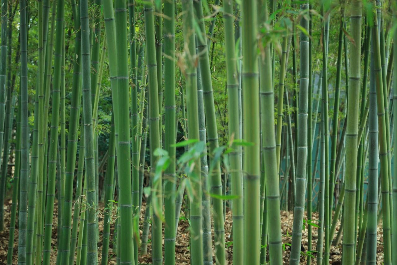 夏風(fēng)中，有“獨屬于夏日”的生氣3.jpg