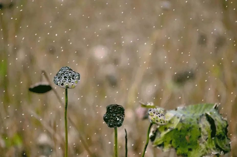 荷盡已無(wú)擎雨蓋，.jpg