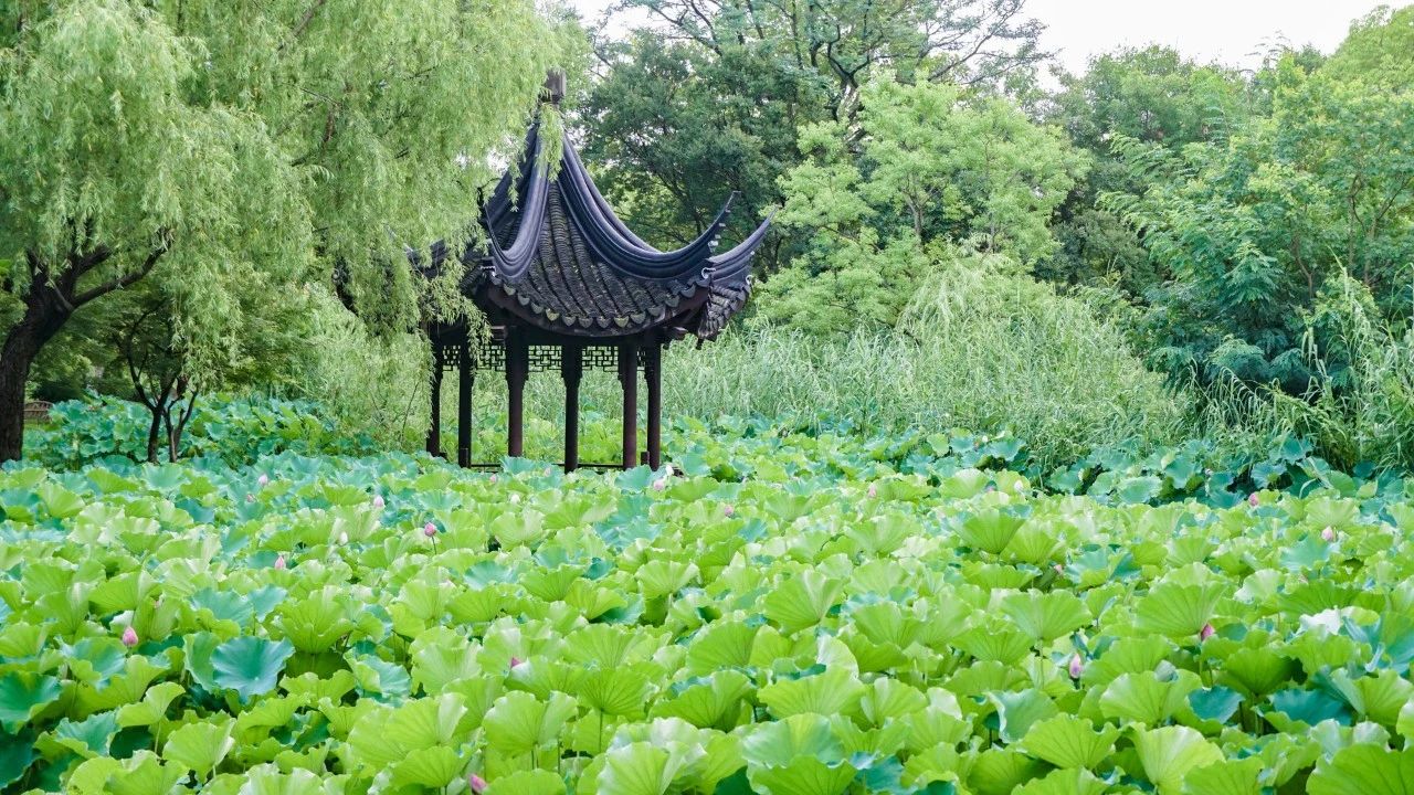 夏風中，有“獨屬于夏日”的生氣2.jpg